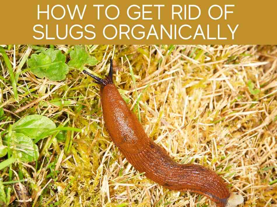 How To Get Rid Of Slugs Organically