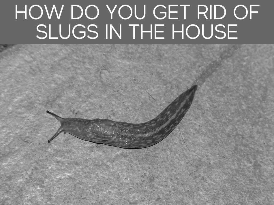 How Do You Get Rid Of Slugs In The House