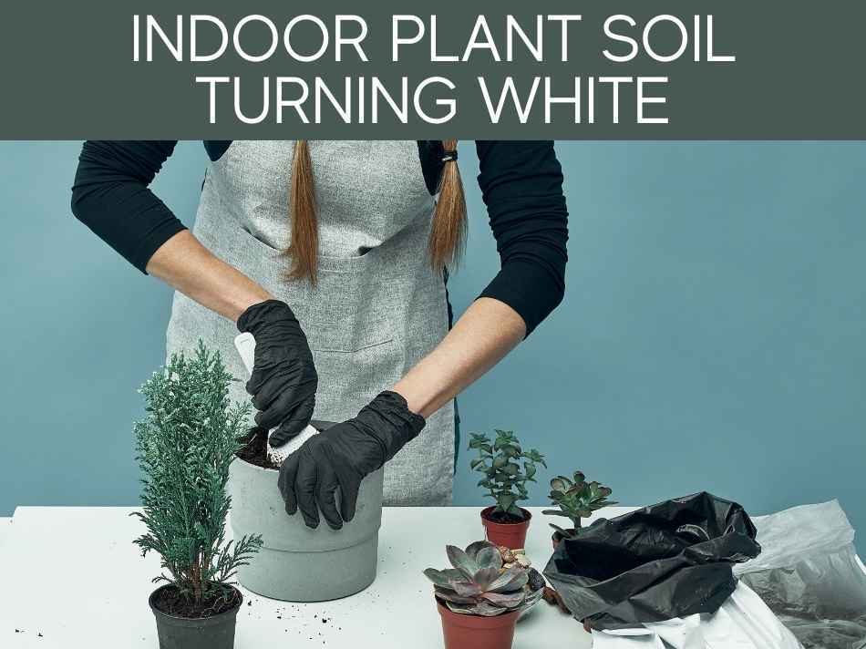 Indoor Plant Soil Turning White