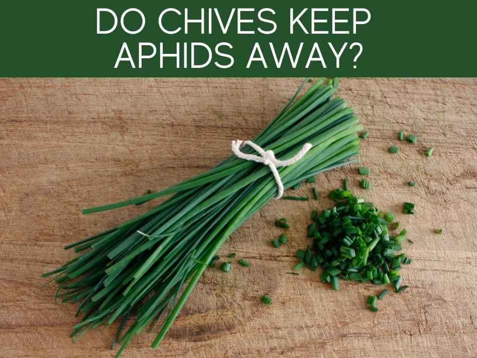 Do Chives Keep Aphids Away?