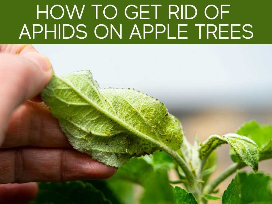 How To Get Rid Of Aphids On Apple Trees