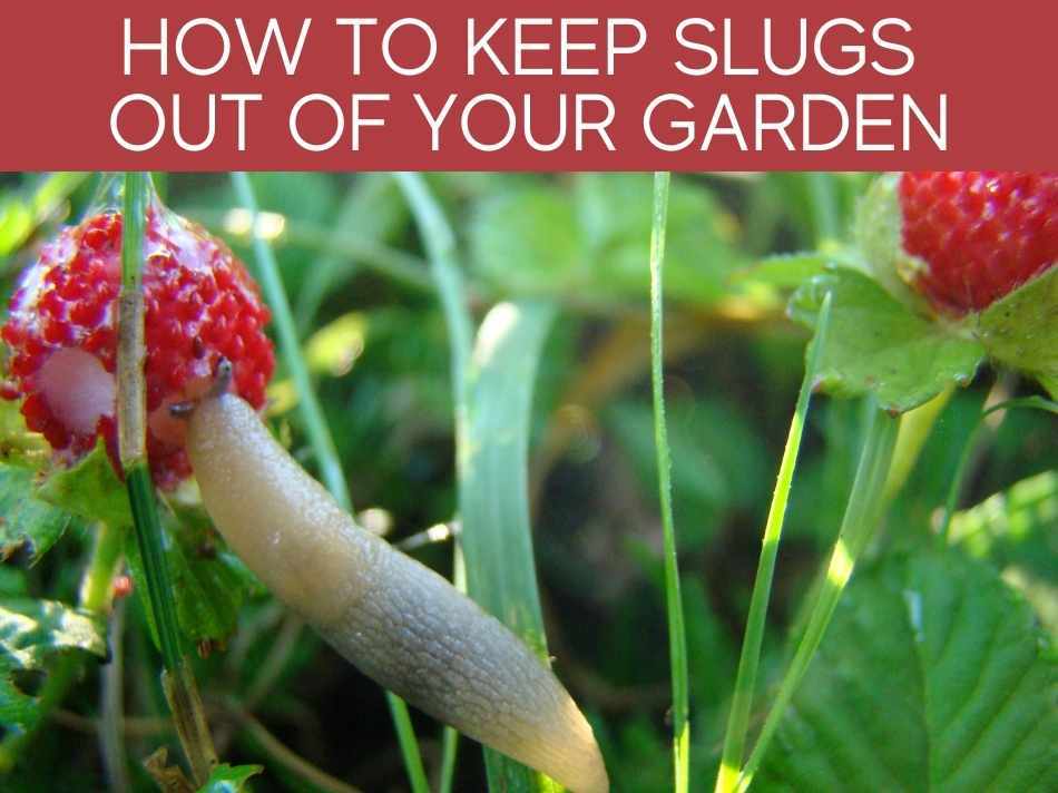 How To Keep Slugs Out Of Your Garden