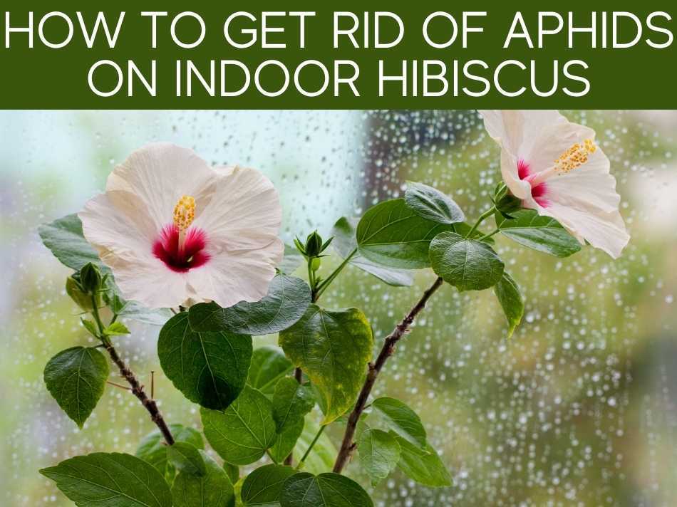 How To Get Rid Of Aphids On Indoor Hibiscus