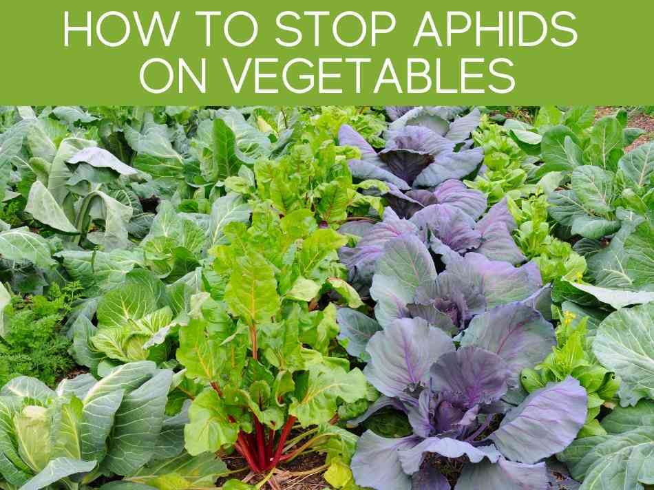 How To Stop Aphids On Vegetables