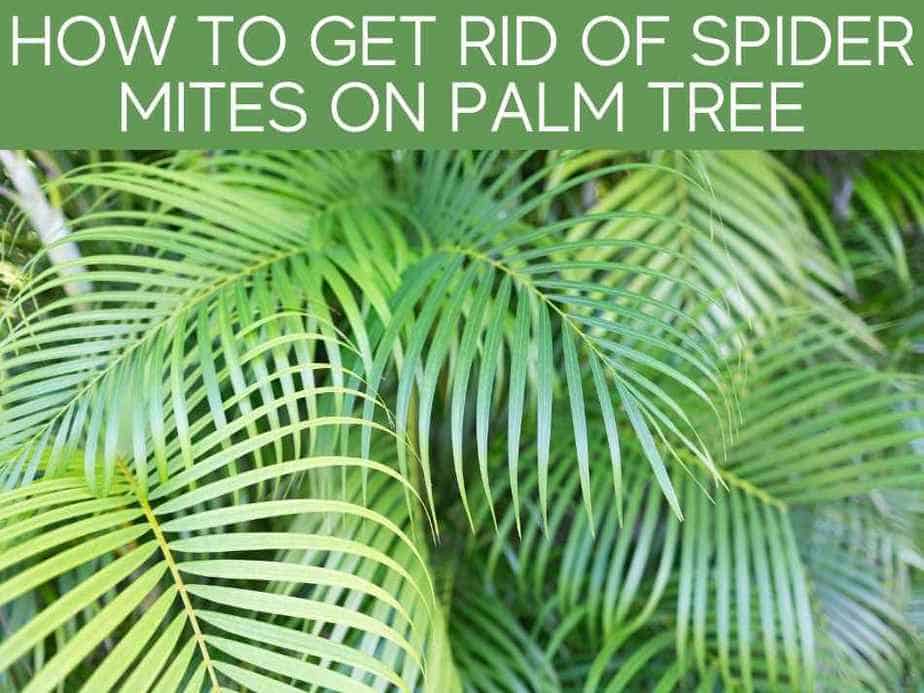 How To Get Rid Of Spider Mites On Palm Tree?