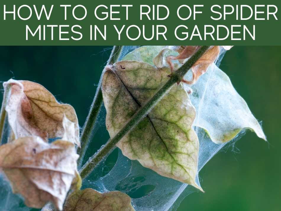 How To Get Rid Of Spider Mites In Your Garden