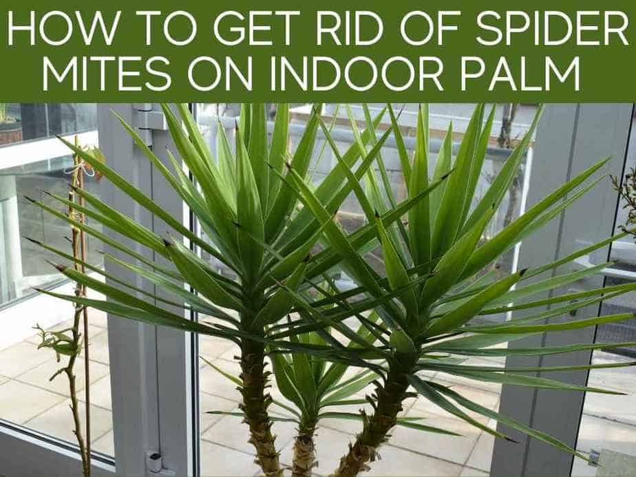 How To Get Rid Of Spider Mites On Indoor Palm