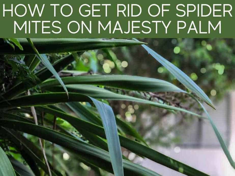 How To Get Rid Of Spider Mites On Majesty Palm