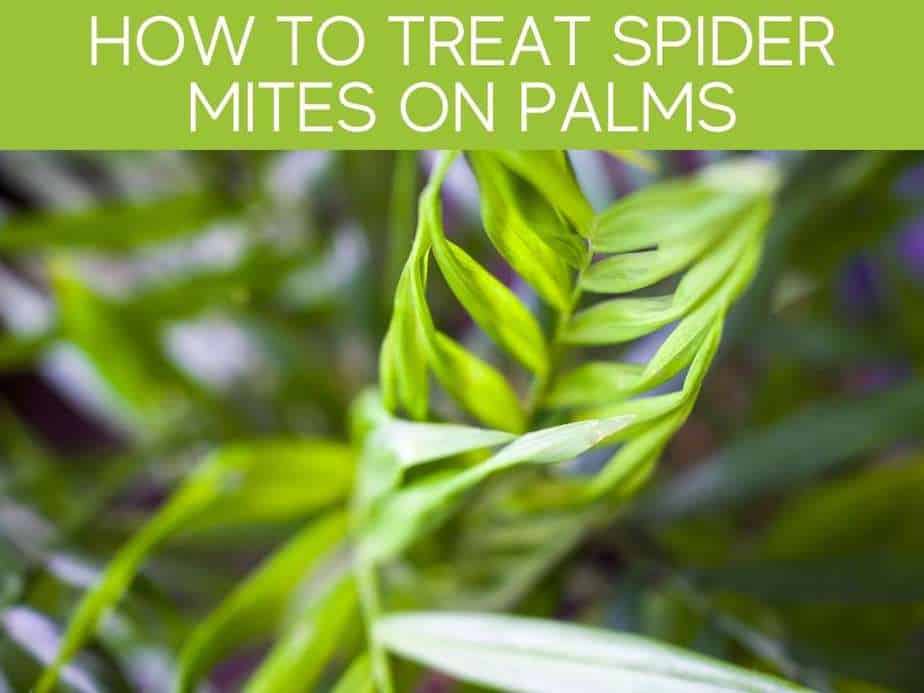 How To Treat Spider Mites On Palms