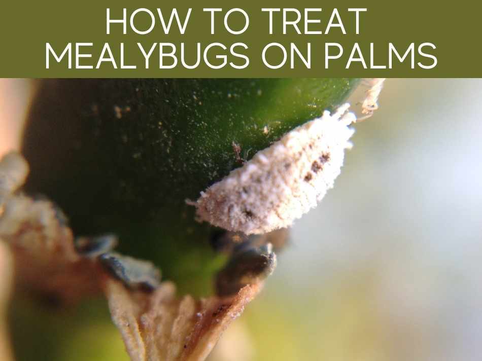 How To Treat Mealybugs On Palms
