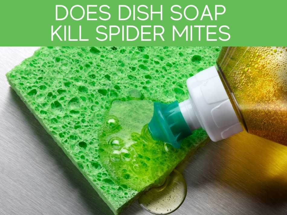 Does Dish Soap Kill Spider Mites