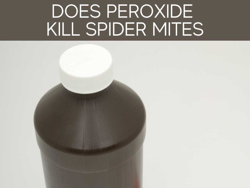 Does Peroxide Kill Spider Mites