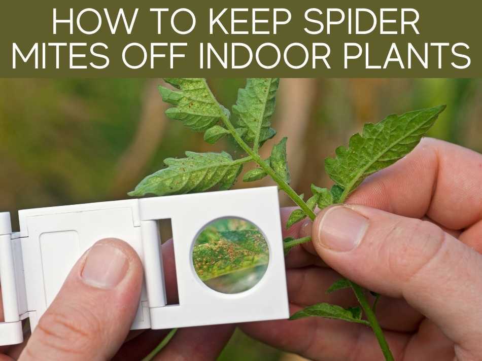 How To Keep Spider Mites Off Indoor Plants