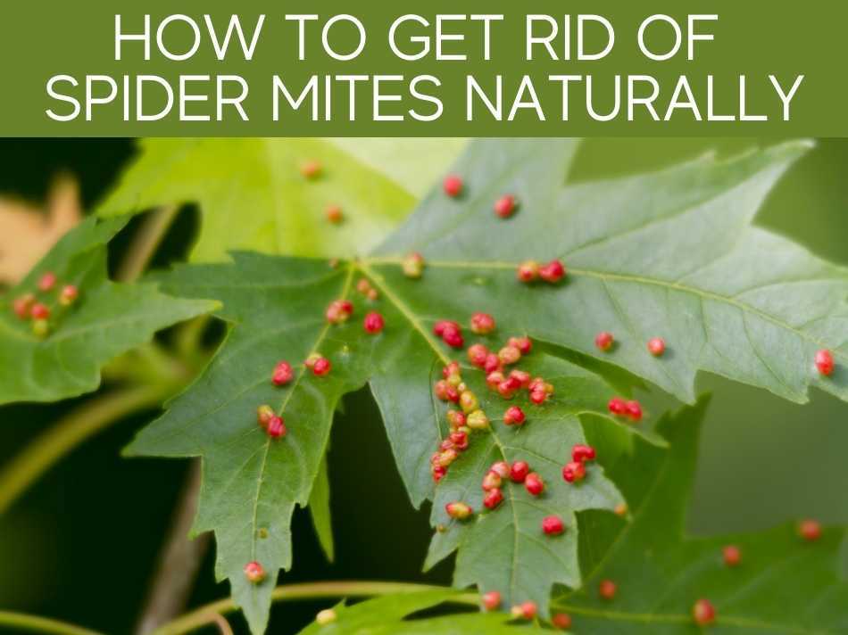 How To Get Rid Of Spider Mites Naturally