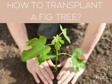 HOW TO TRANSPLANT A FIG TREE? HOW TO TRANSPLANT A FIG TREE?