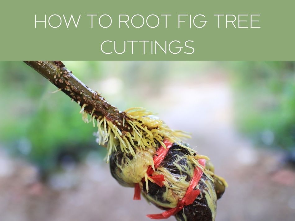 HOW TO ROOT FIG TREE CUTTINGS