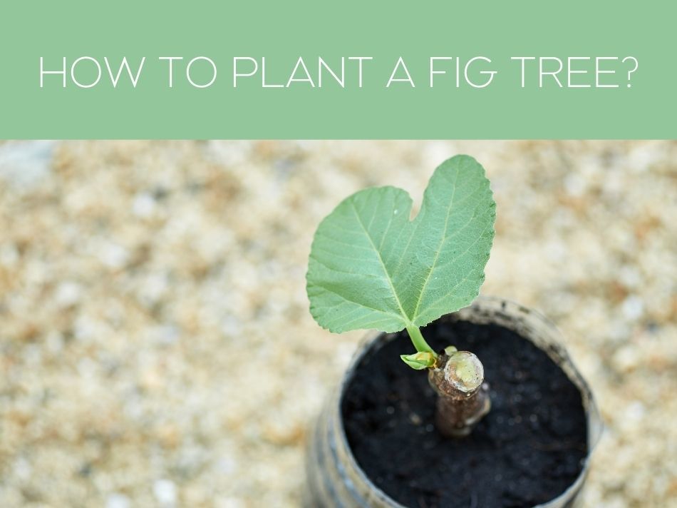 HOW TO PLANT A FIG TREE?