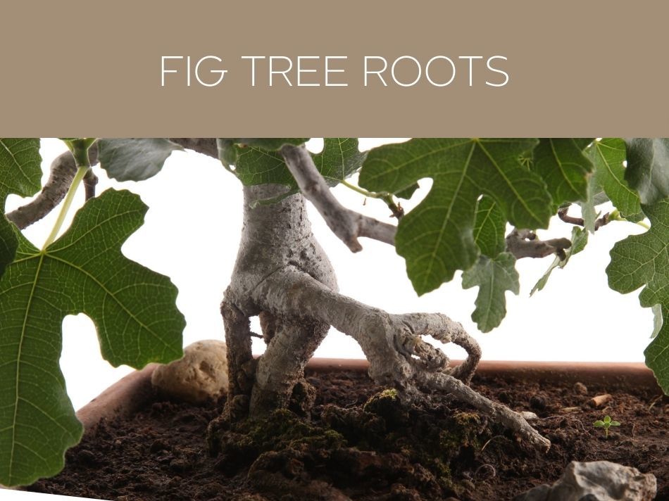 FIG TREE ROOTS