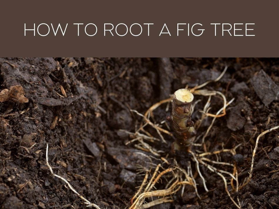 HOW TO ROOT A FIG TREE?