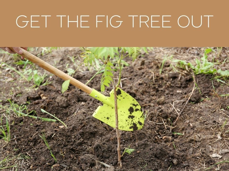 GET THE FIG TREE OUT
