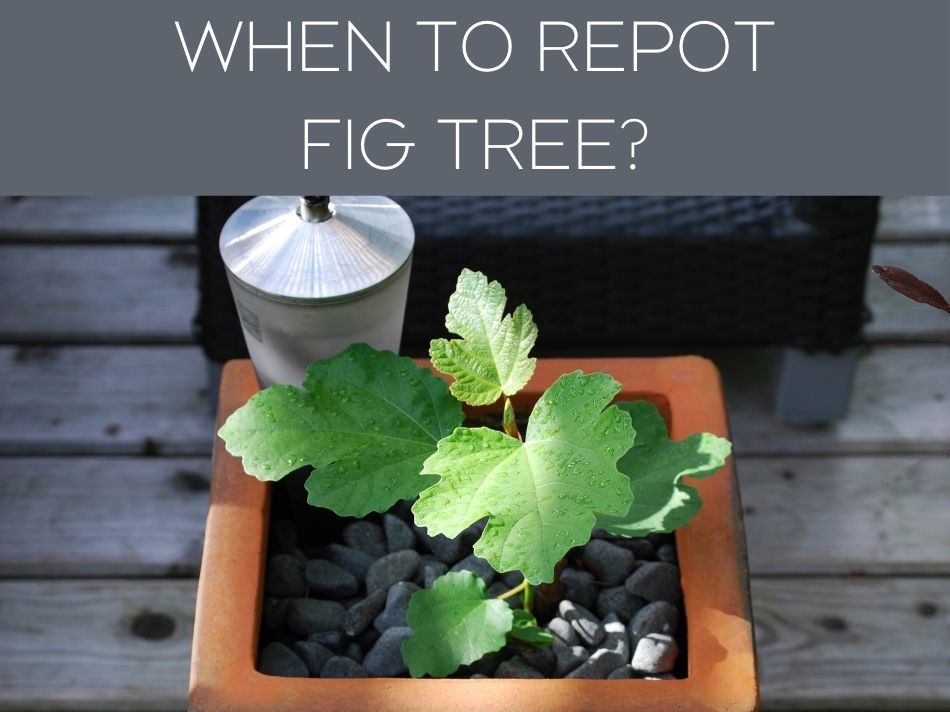 WHEN TO REPOT FIG TREE?