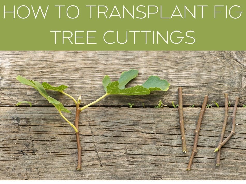 HOW TO TRANSPLANT FIG TREE CUTTINGS
