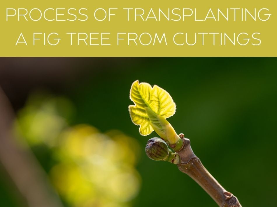 PROCESS OF TRANSPLANTING FIG TREE FROM CUTTINGS