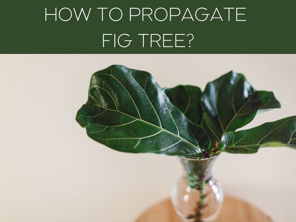 HOW TO PROPAGATE FIG TREE?