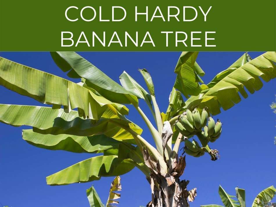 Cold Hardy Banana Tree with unripe bananas against a clear blue sky.