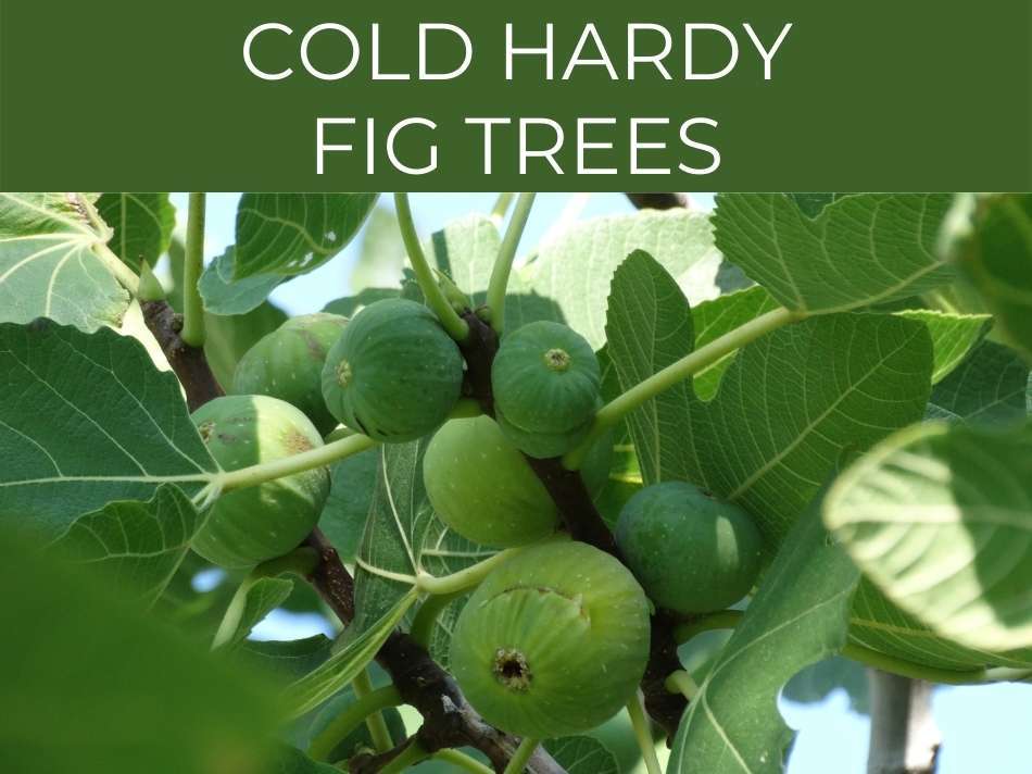 Unripe figs growing on a resilient, cold-hardy fig tree known for being one of the best varieties.