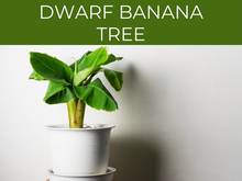 DWARF BANANA TREE