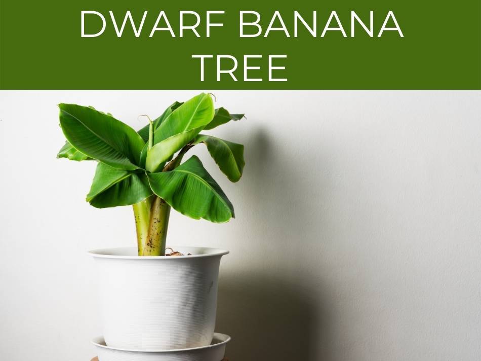 Potted dwarf banana tree, one of the best varieties for growing indoors, against a white background.