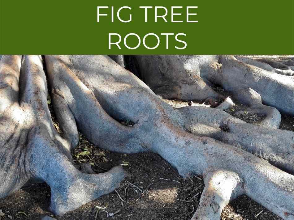 Fig Tree Roots: how far & deep they spread (and how to remove them)
