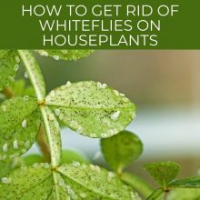 How to Get Rid of Whiteflies on Houseplants