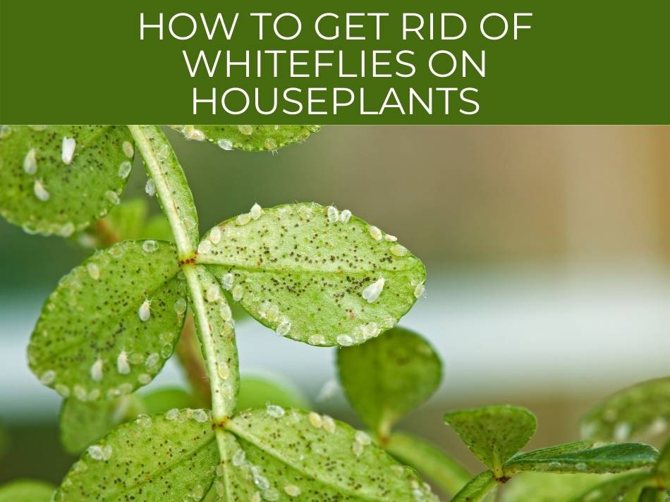 Combatting whitefly infestation on houseplants.