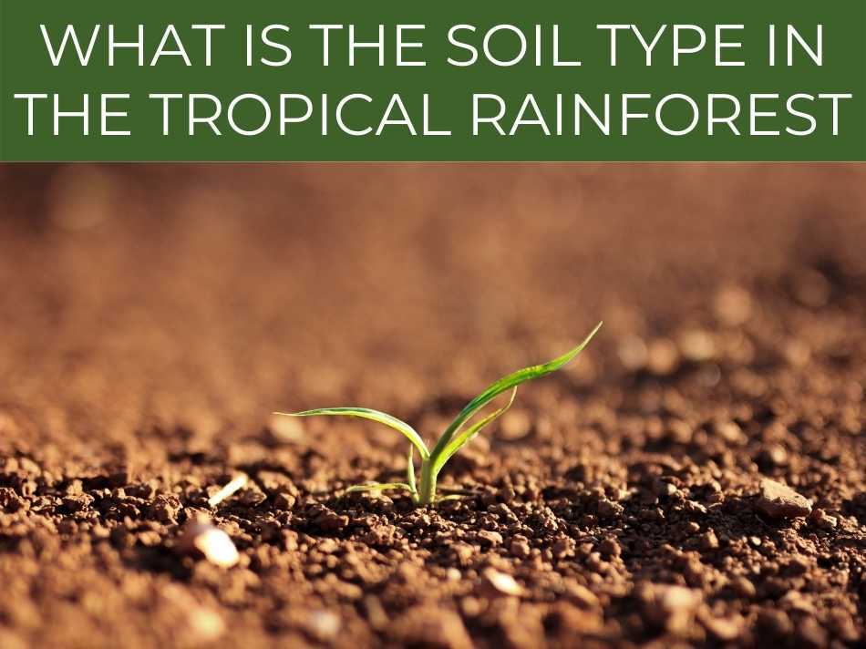 What is The Soil Type in The Tropical Rainforest?