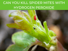 Does peroxide kill spider mites?