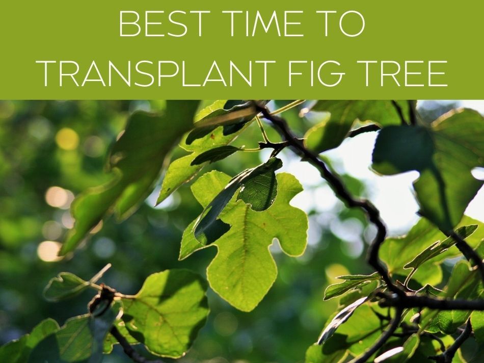 BEST TIME TO TRANSPLANT FIG TREE