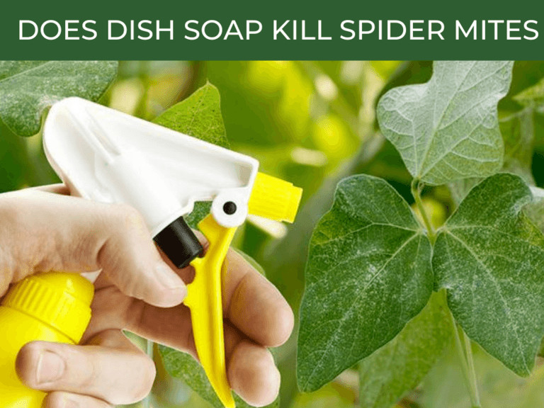 Does peroxide kill spider mites? Greenhouse Today