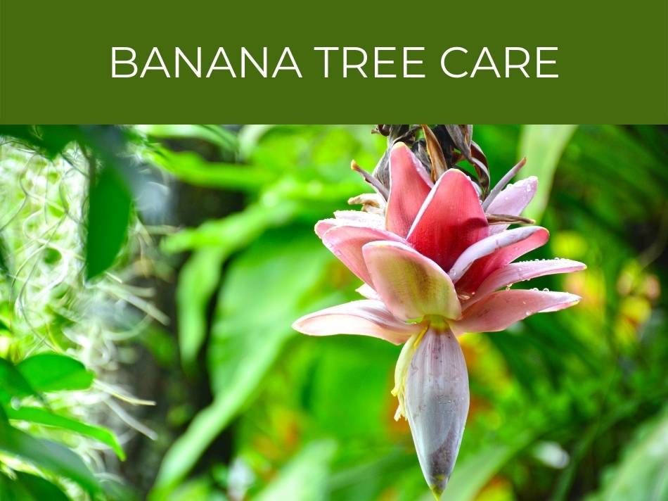 Banana Tree Care: Key tips for proper cultivation of the Dwarf Cavendish flower.