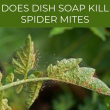 Does dish soap kill spider mites
