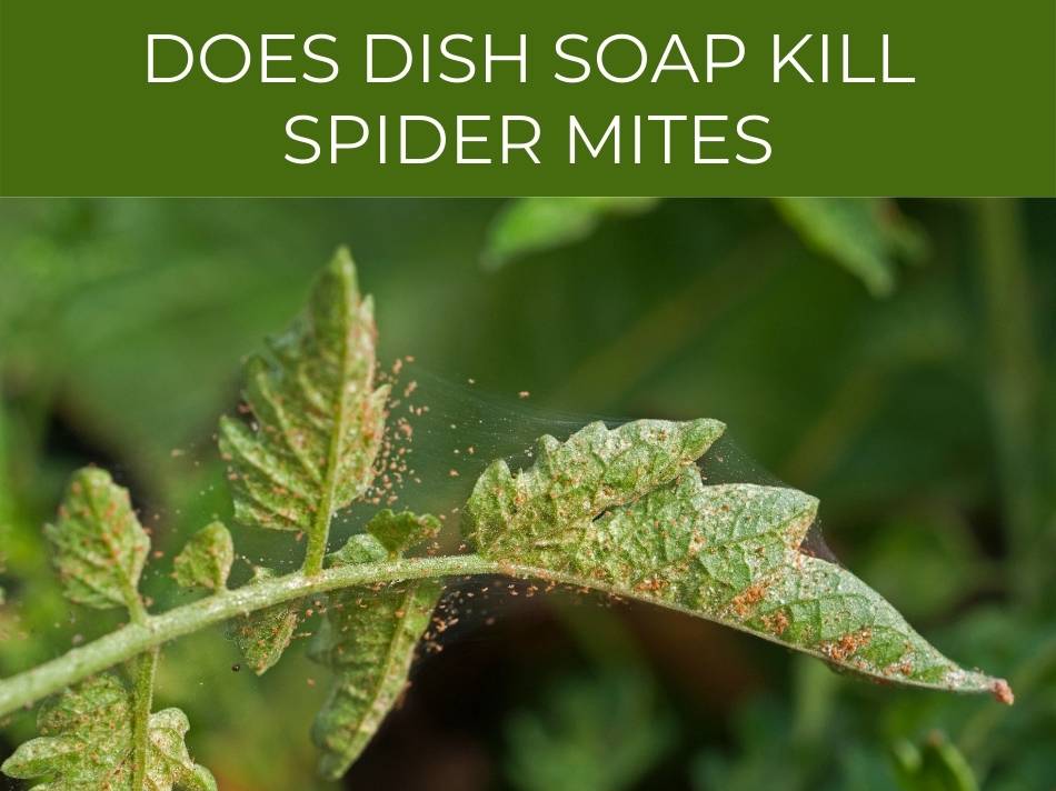 Questioning the effectiveness of dish soap in killing spider mites on a plant leaf.