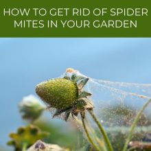 How To Get Rid Of Spider Mites In Your Garden
