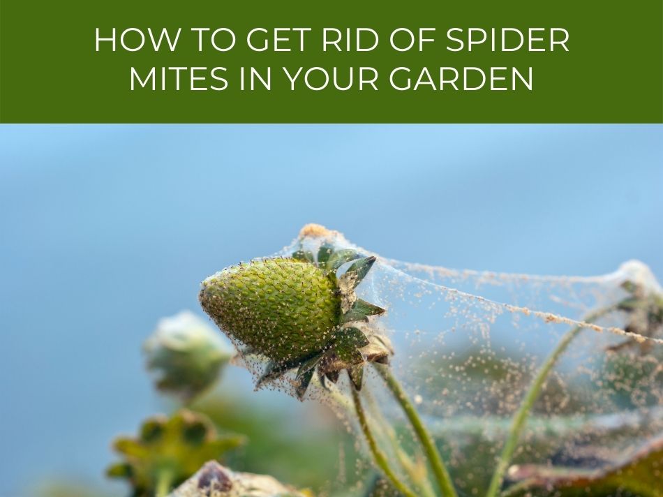 A garden plant infested with spider mites, with a caption offering advice on how to get rid of them.