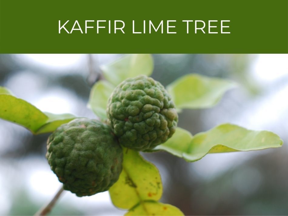 Kaffir lime tree fruit hanging from a branch with leaves against a blurred background, showing care in growing indoors.