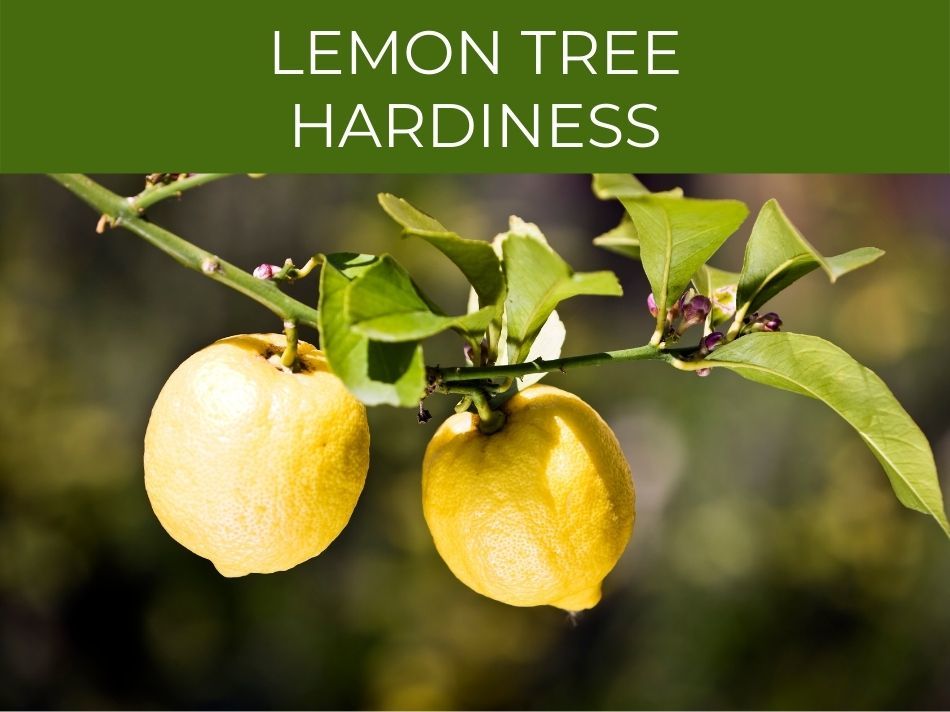 Two ripe lemons hanging from a branch, illustrating the hardiness of a lemon tree.