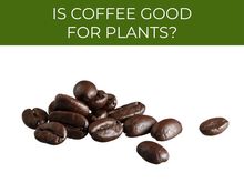 Is Coffee Good for Plants_
