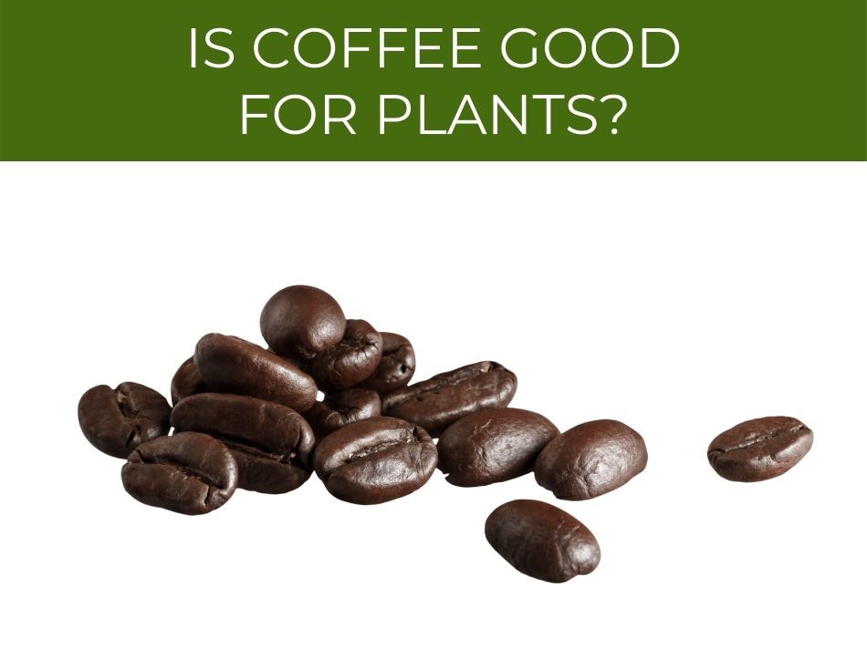 Questioning the benefits of coffee for plants, above a pile of coffee beans.