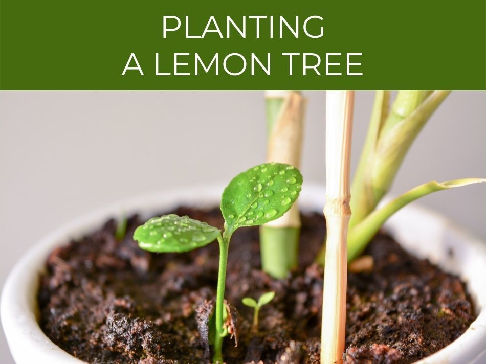 Young lemon tree sapling with fresh water droplets in a pot, indicative of the early stages of gardening.