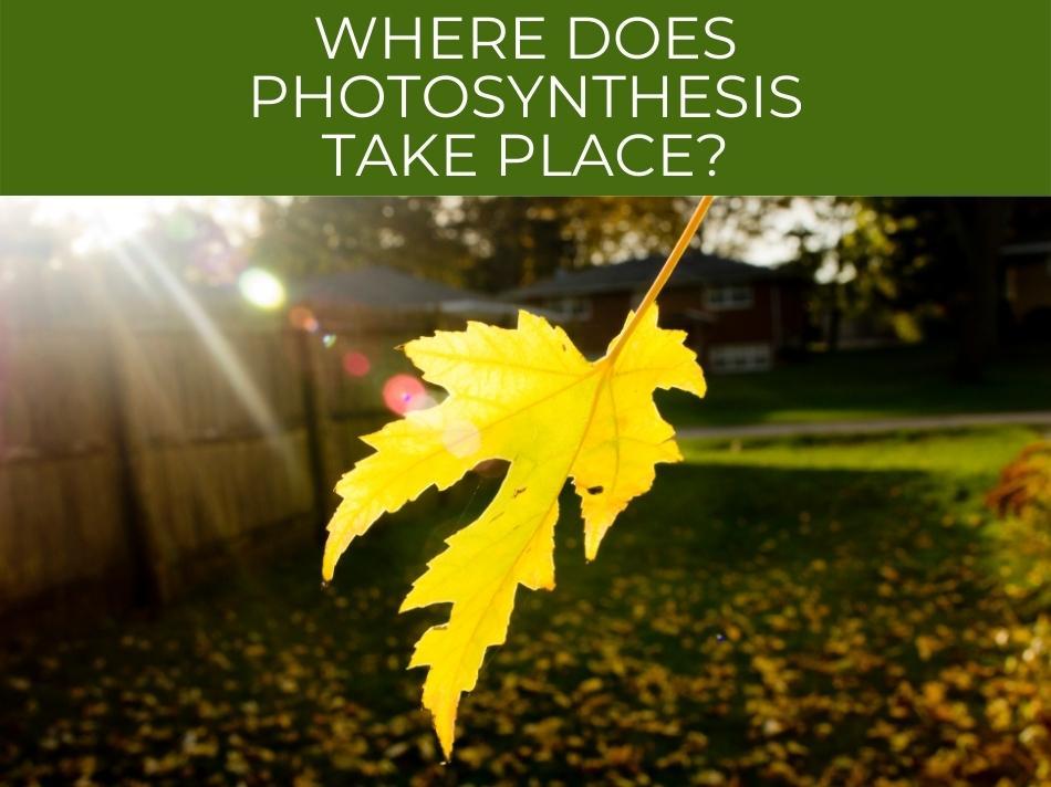 A single yellow leaf against a sunlit background with the question "where does photosynthesis take place?" displayed at the top.